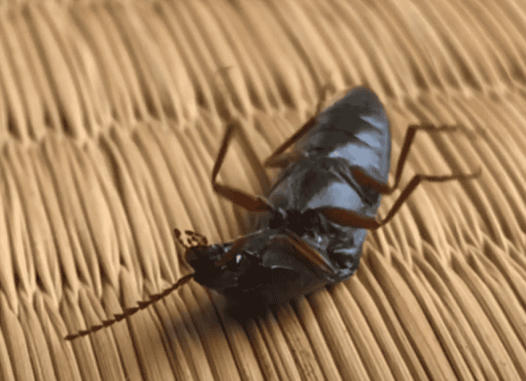 ひっくり返ったコメツキムシ