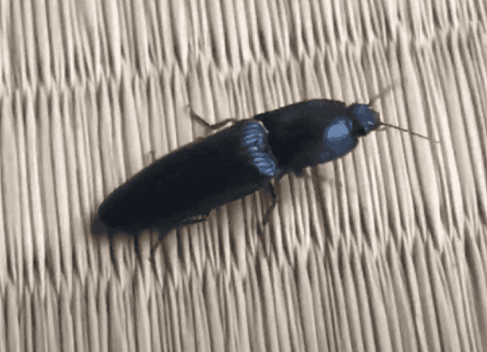 コメツキムシ