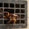 換気扇に侵入するゴキブリ