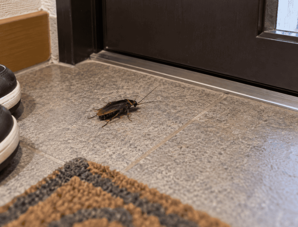 玄関の床付近に現れたゴキブリ