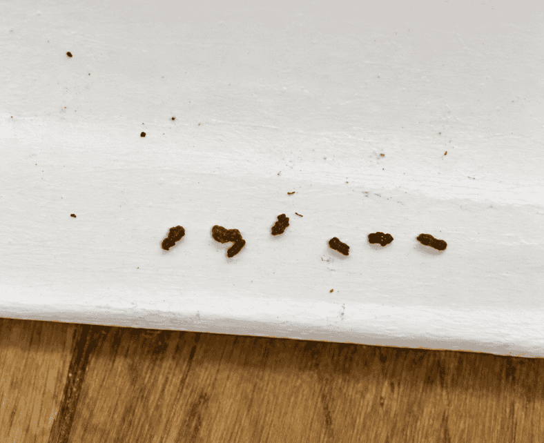 白い面の上に落ちている複数の茶褐色のゴキブリのフン