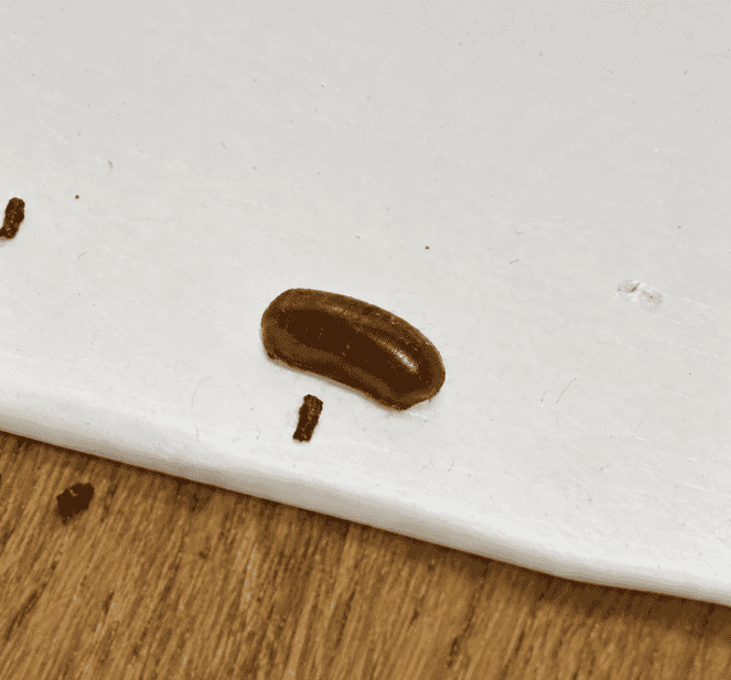 白い面の上にある茶褐色のゴキブリの卵鞘