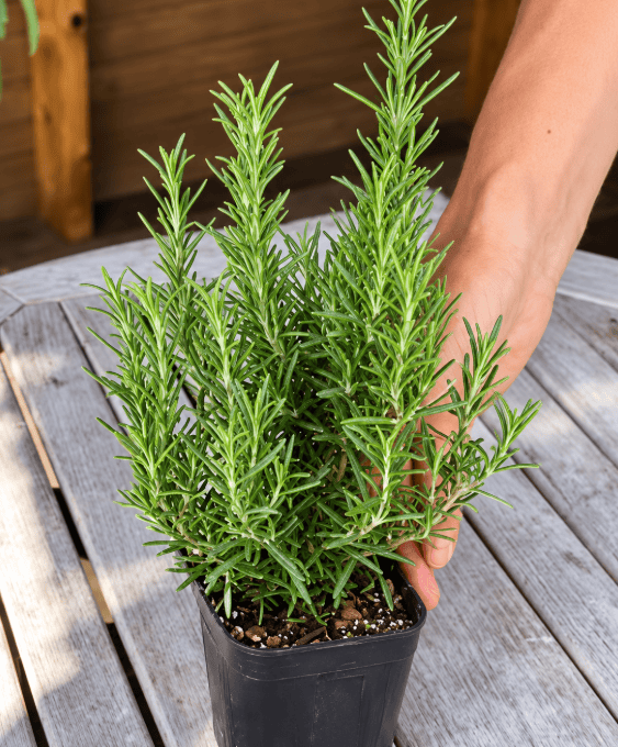 鉢植えで育てているハーブのローズマリー