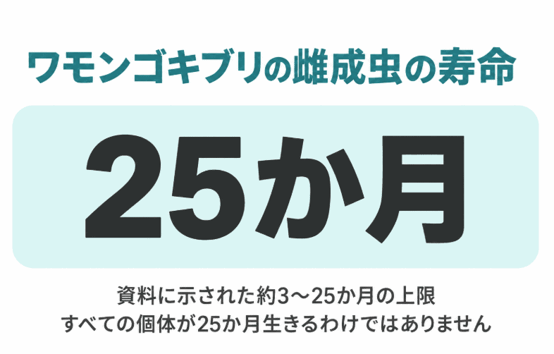 ワモンゴキブリの雌成虫の寿命について